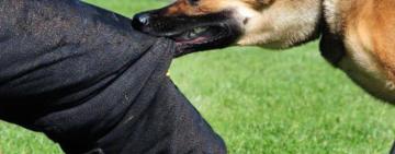 В Одесі  посеред проспекту пес покусав людей: кажуть, що господар натравив собаку 