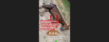 Благородна тварина помирає: мешканці Рені б’ють на сполох через жорстоке погодження з твариною 