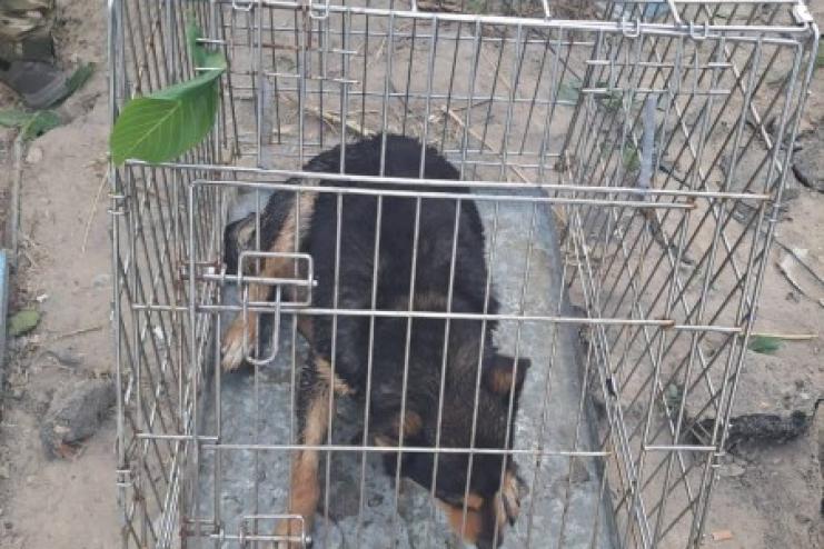 Одеські поліцейські врятували ще сімох домашніх улюбленців на Херсонщині 