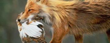 Через нашестя лисиць та шакалів на Одещині почнуть полювання на небезпечних хижаків