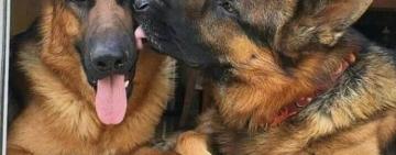 В Одесі вівчарки до смерті покусали той-тер'єра: власнику загрожує штраф