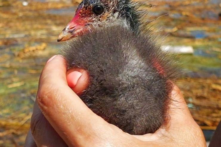 Змії, черепахи та тритони: в Одесі продовжують рятувати тварин після підриву Каховської ГЕС