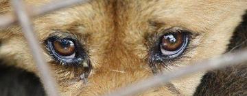 Поліцейські Одещини розслідують низку кримінальних правопорушень щодо жорстокого поводження з тваринами