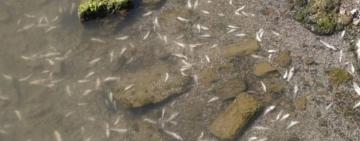 На Одещині у Хаджибейському лимані масово загинули бички та креветки