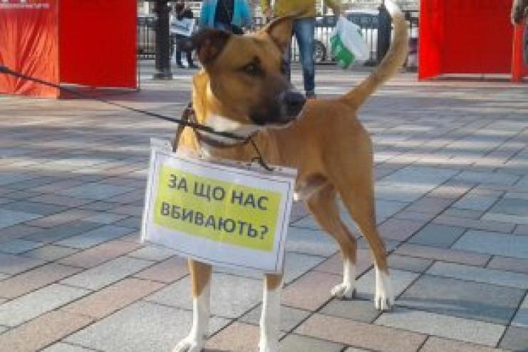 Зарубав собаку і відпиляв голови п’ятьом цуценям: Тарутинський суд виніс вирок 20-річному  нелюду 