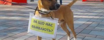 Зарубав собаку і відпиляв голови п’ятьом цуценям: Тарутинський суд виніс вирок 20-річному  нелюду 