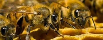 На Одещині чоловік побив поліцейського та випустив на нього бджіл