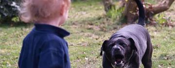 На Одещині домашні собаки покусали двох дворічних дітей