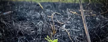 Штраф від 3-6 тис грн: на Одещині паліїв сухої рослинності притягнуто до адміністративної відповідальності