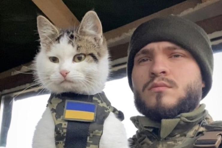 Чилив з кошечками на іншій позиції: найвідоміший військовий котик Шайбусік знайшовся
