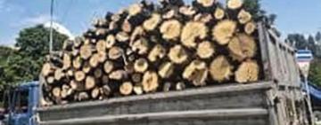 Ошукав 18 людей на продажі дров: жителю Одещини повідомлено про підозру у шахрайстві