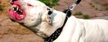 Медики цілу ніч оперували дитину: в Одесі собака покусала 10-річну дівчинку