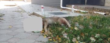 У Тарутине отруїли безпритульних собак