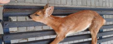 В центрі міста на Одещині знайшли тіло дитинча козулі