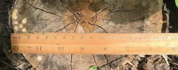 Знищили 107 дерев: у Нацпарку на Одещині невідомі вирубали дуби, клени та акації