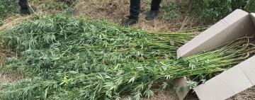 Незаконно вирощував коноплі та виготовляв канабіс: поліцейські викрили у наркозлочинах жителя Одеського району