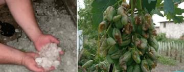 Побитий врожай та розбиті вікна: вночі на Болградщині вирувала страшна негода