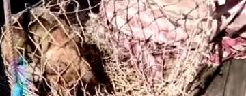 Свій злочин знімав на відео: мешканець Одещини намагався втопити собаку у річці