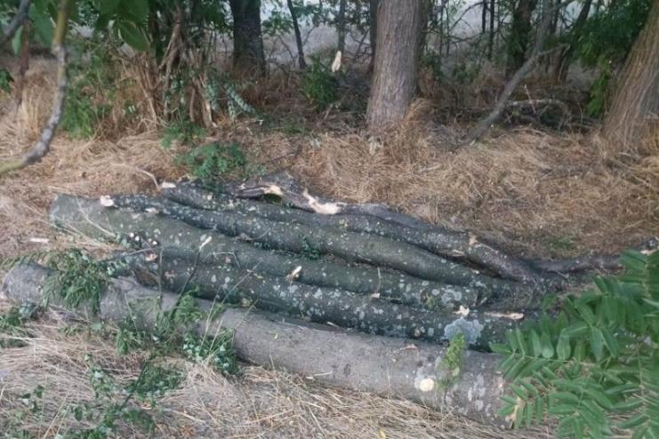 Поліцейські повідомили жителю Болградщини про підозру у незаконній порубці дерев у захисних лісових насадженнях