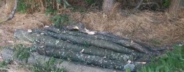 Поліцейські повідомили жителю Болградщини про підозру у незаконній порубці дерев у захисних лісових насадженнях