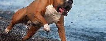 На Болградщині бійцівський пес роздер свою хазяйку на очах у дитини – жінка померла