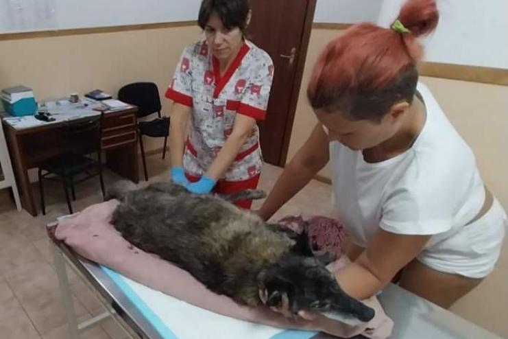 На Одещині водій двічі переїхав безпритульну собаку і втік з місця аварії — зоозахисники