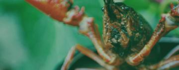 У водоймах Одеської області тимчасово заборонили вилов раків