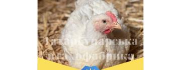 Працювати й донатити: підприємці з Одещини влаштували благодійний продаж курчат, аби підтримати ЗСУ