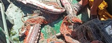 Ізмаїльські прикордонники врятували червонокнижну рибу від браконьєрів з Вилкове