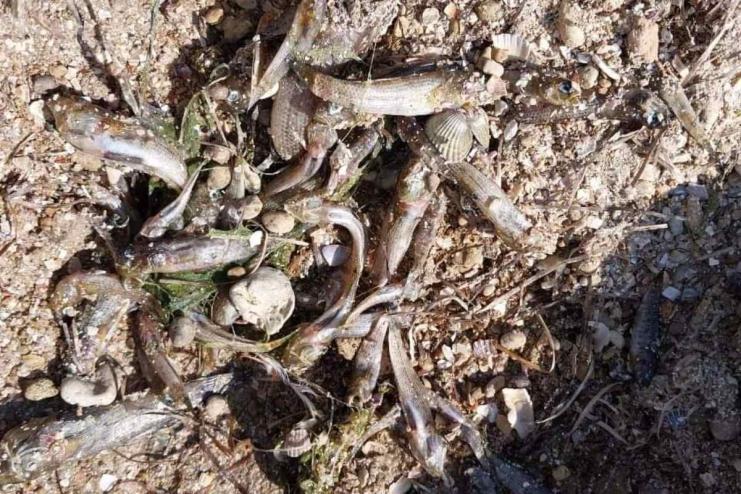 На Одещині у заповідному лимані масово загинула риба