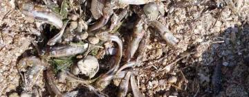 На Одещині у заповідному лимані масово загинула риба