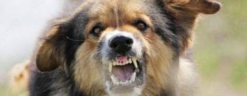 На Одещині домашній пес покусав двох дітей