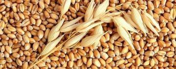 Росіяни знищили 270 тисяч тонн зерна в Одеському порту й на Дунаї