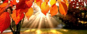 Синоптики розповіли, якою буде погода цієї осені