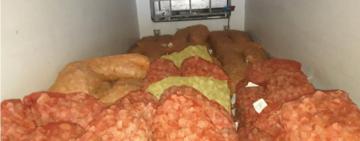 На Одещині незаконно виловили 132 тонни рапанів та майже 4 тонни калканів