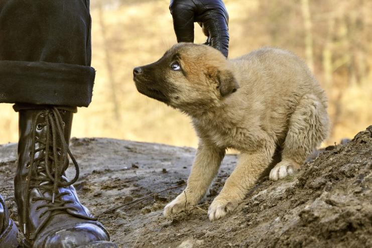 В Одесі чоловік на очах у відвідувачів ринку зарізав собаку