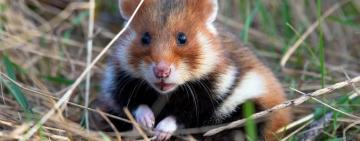 У Тарутинський степ випустили червонокнижних хом'яків