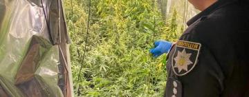 Правоохоронці викрили жителя Рені у незаконному вирощуванні конопель та зберіганні наркотичних засобів