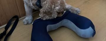 На кордоні з Молдовою за добу викрито сім спроб перевезення через кордон наркотичних речовин