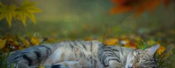 Бабине літо продовжується: якою буде погода наприкінці вересня