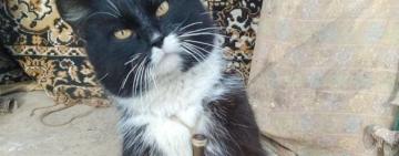 Поліцейський з Одещини визволяв Херсонщину з котом Патроном