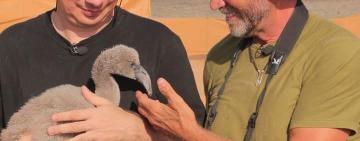 Вперше в Україні зграя з 570 дорослих фламінго на Тузлівських лиманах вивели пташенят