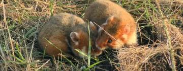 Червонокнижні хом’яки повертаються у степи Одещини