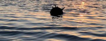 У гирлі Дунаю на міні підірвалось турецьке вантажне судно