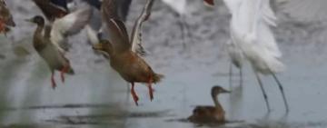 До нацпарку в Одеській області прибувають перелітні птахи