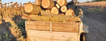 68-річний житель Арциза отримав підозру у незаконній порубці дерев у захисних лісових насадженнях