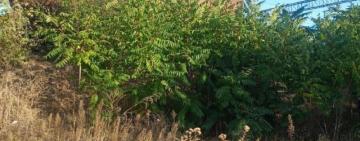 На Одещині 12-річний хлопець поліз на цистерну на залізниці зробити селфі: його вдарило струмом