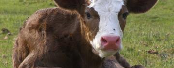 На Одещині сталася дуже дивна крадіжка