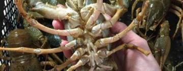 Жителька Кілії стала жертвою інтернет-шахраїв