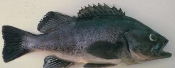  У Чорному морі поширюється інвазивний вид риби, – Держекоінспекція